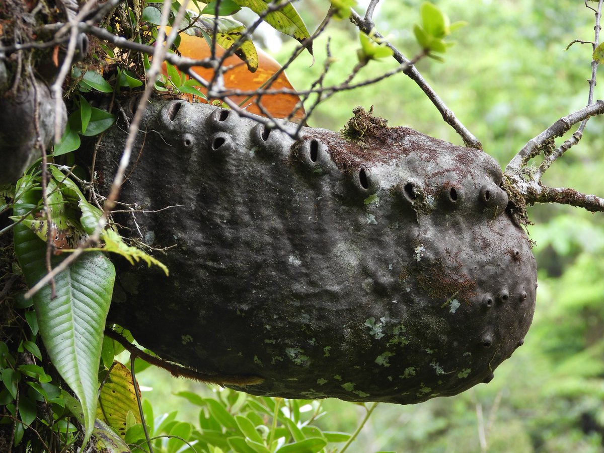 Squamellaria kajewskii アリダマの一種だけどこの種は内部構造が特殊