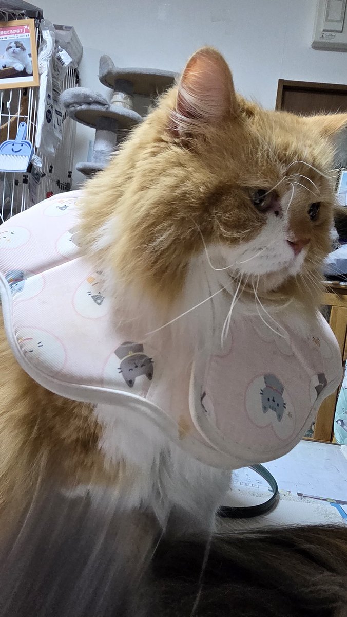 潤ちゃんについて
CT検査時に切開して検査した後、2週間前に手術で腫瘍になってる骨の除去をしました。根にある細胞を検査にだし本日抜糸と、検査結果を聞きました。
結果、骨肉腫でした😭
FIPから復活したからまた復活できる💪
信じて幸せな猫生送ってもらえるように一緒に生きていこうね❤