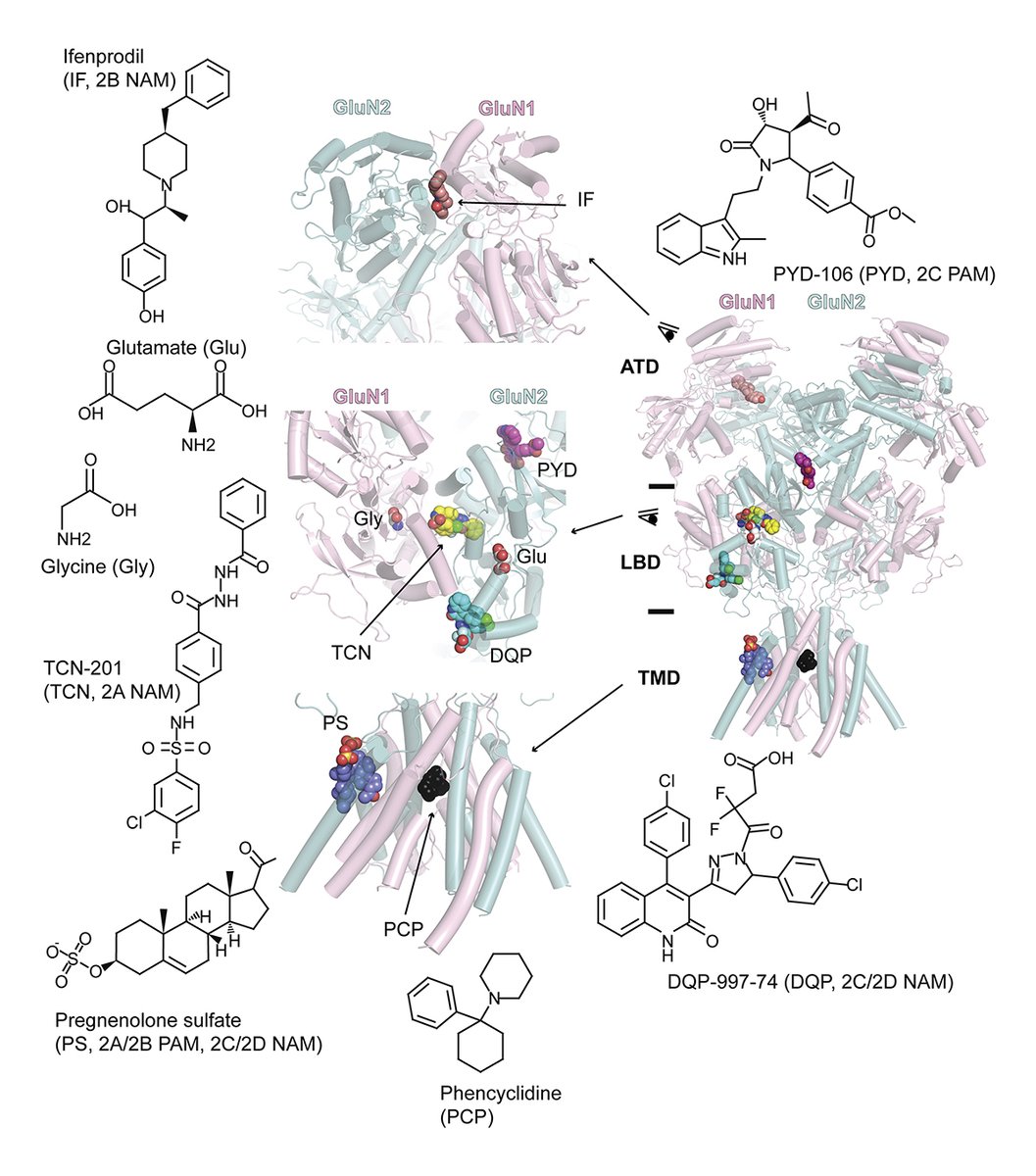 Journal of General Physiology tweet media