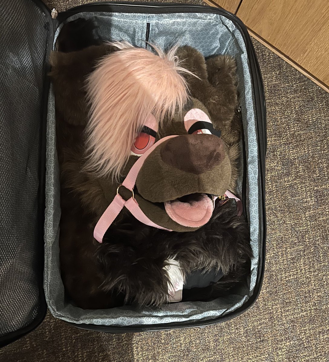 Cpn' Wolfhound tweet media