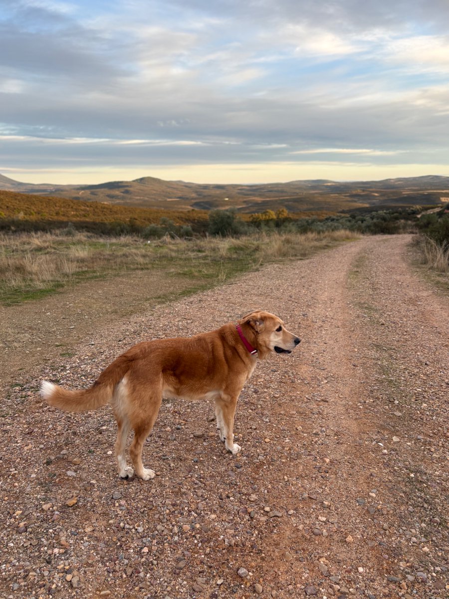 c2hico's tweet photo. Con estas vistas y en esta compañía la carrera se hace más llevadera 🐶🥶 https://t.co/PUwWCoS3GI