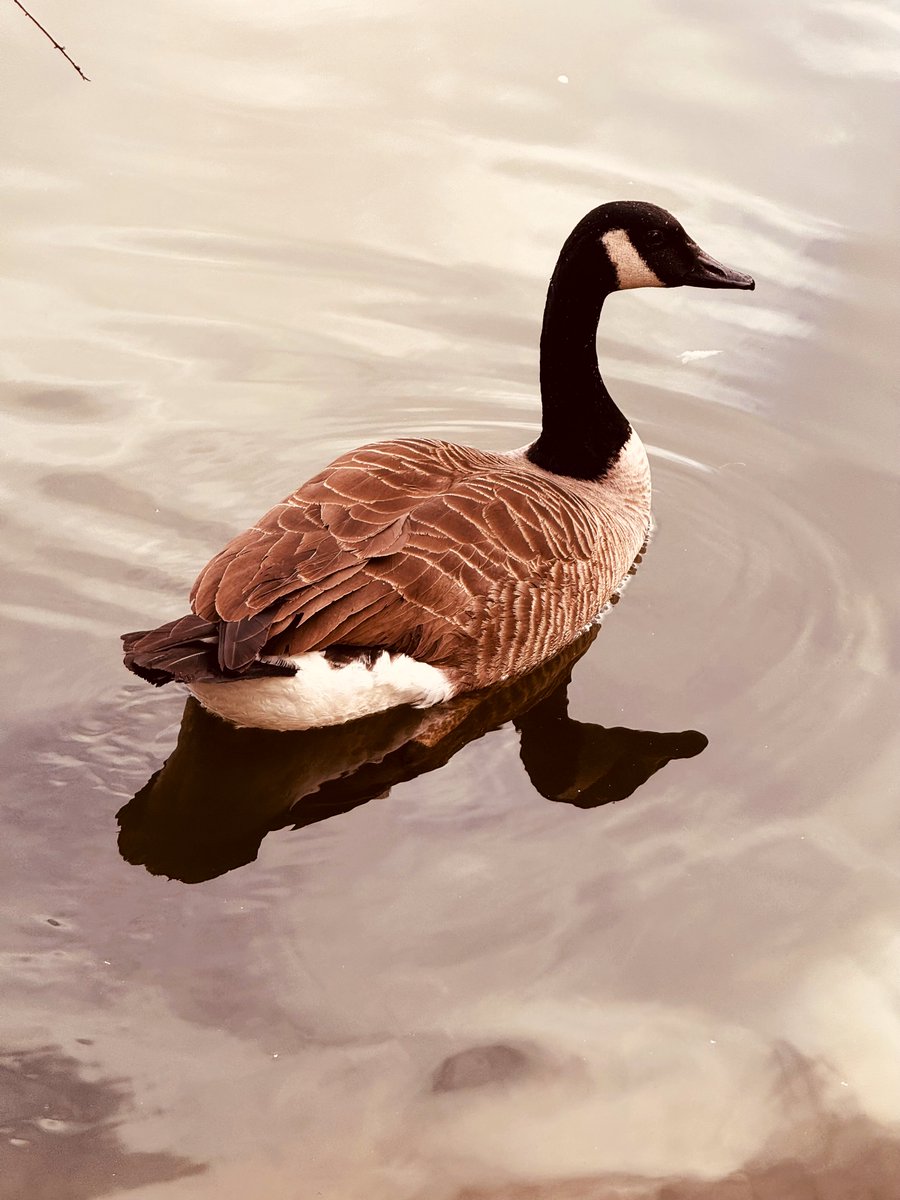 <a href="/DailyPicTheme2/">Daily Picture Theme</a> “Where IS everyone? It’s no fun having only my reflection for company!” 

#DailyPictureTheme #Goose