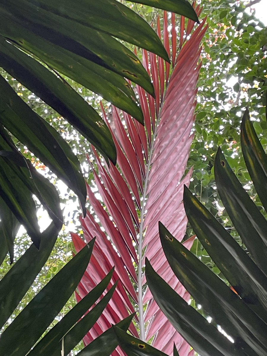 Espectacular la nueva hoja de rojo intenso de la palmera Chambeyronia macrocarpa en el <a href="/JBHConcepcion/">Jardín Botánico La Concepción Málaga</a> una joya tropical
<a href="/eduardobarba_/">Eduardo Barba</a> <a href="/BosqueHabitado/">El Bosque Habitado</a> <a href="/verdejomar/">Mar Verdejo Coto</a> <a href="/arboles_magicos/">Los Árboles Mágicos ®️, (by Oscar Gaitan)</a>