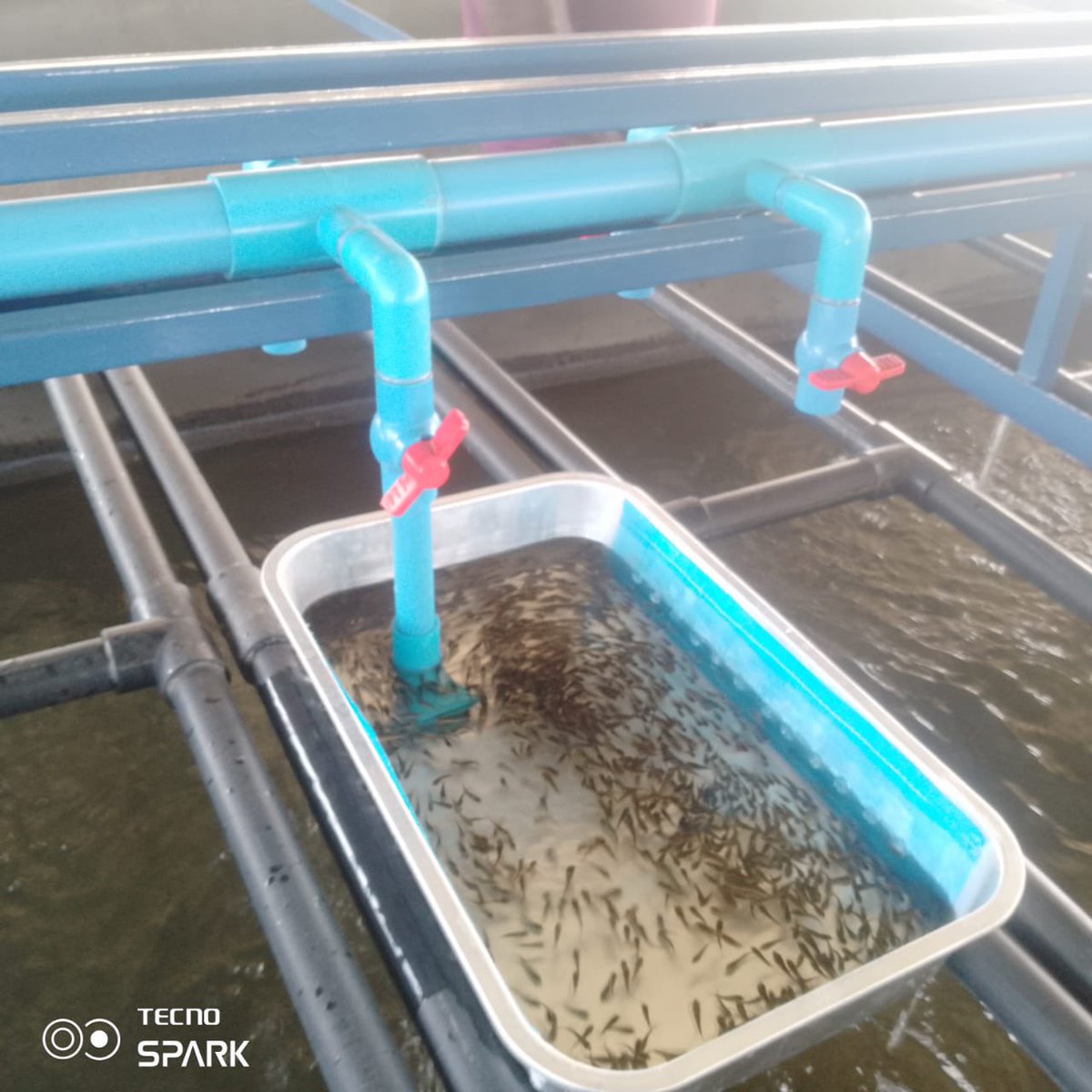 State Department for Blue Economy and Fisheries tweet media