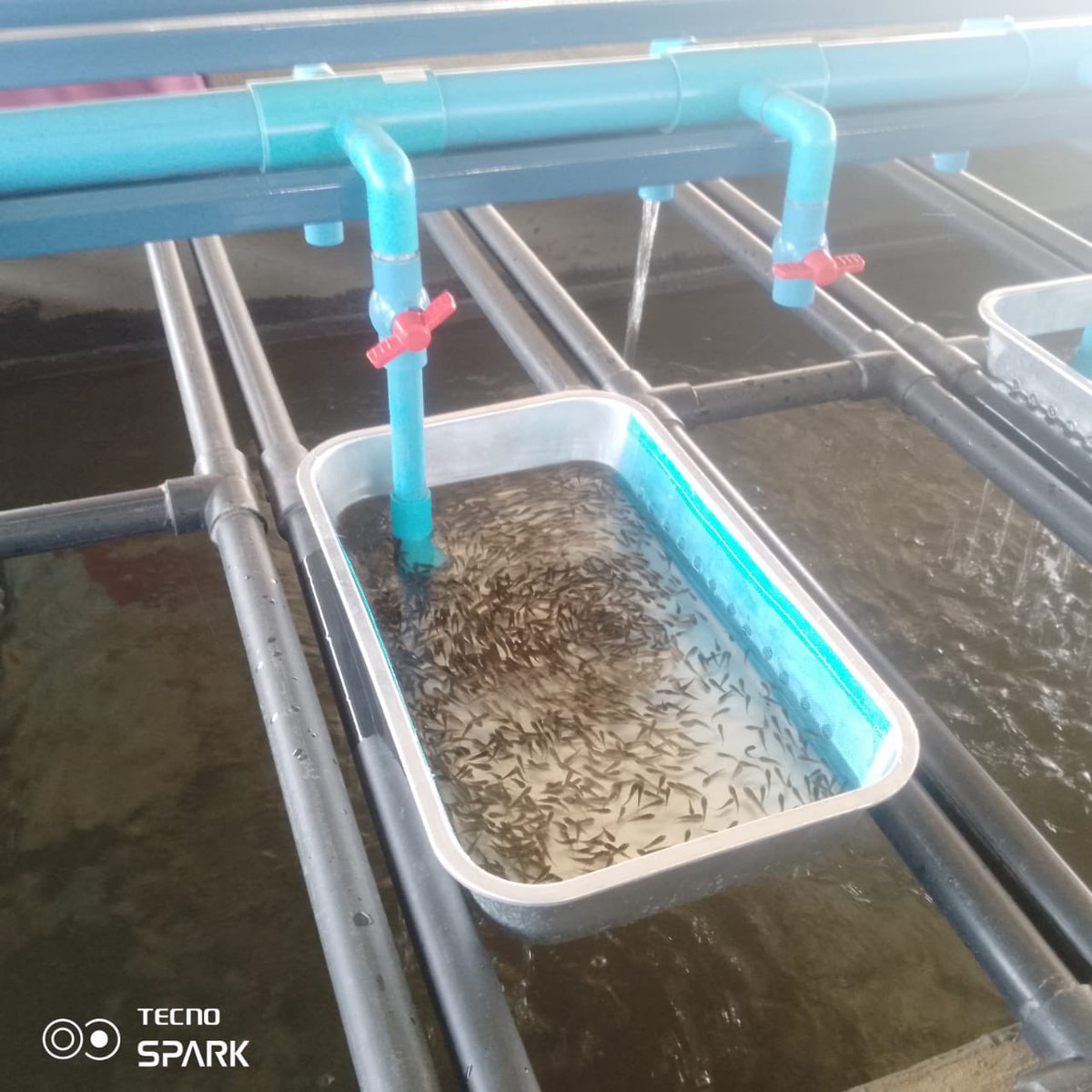 State Department for Blue Economy and Fisheries tweet media