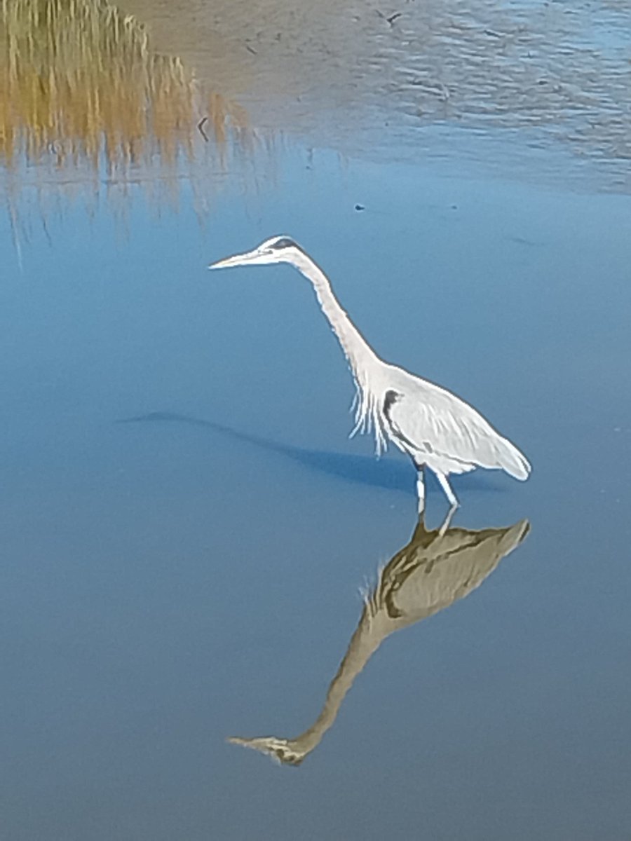 Of reflection and shadow at the same time. A Great Blue Heron, almost as tall as myself, fishing here at Huntington Beach State Park, SC.