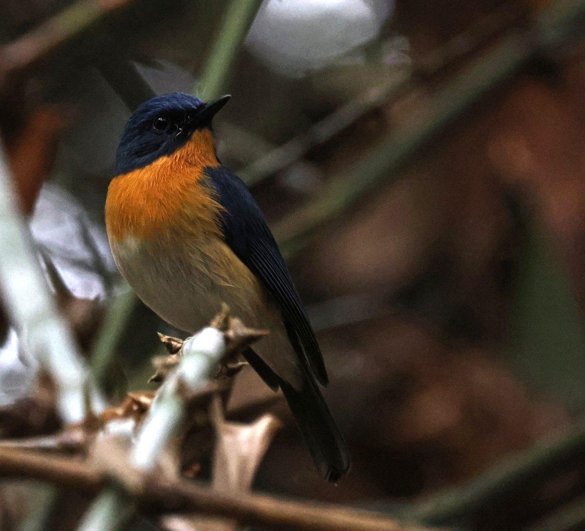 Richie Gannon tweet media