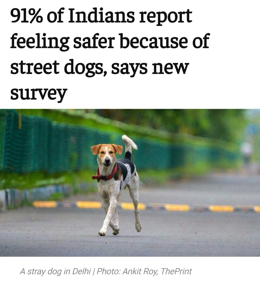 joedelhi's tweet photo. A 10-city empirical study by the think tank Esya Centre shows most street dogs in India are not aggressive and that the majority of residents value them.
@Dept_of_AHD @AwbiBallabhgarh
Dogs and humans have a give-and-take relationship, according to the report, and that human behaviour must also be understood to prevent conflict.

“When people consistently treat free-ranging dogs kindly— by feeding them or interacting with them without hostility—the dogs are more approachable and less likely to perceive humans as a threat,” it said.
https://t.co/cVSUcedLQU