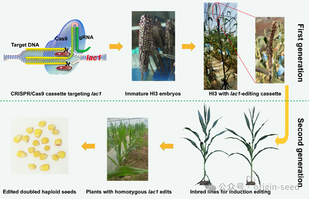 Origin Agritech Ltd. tweet media