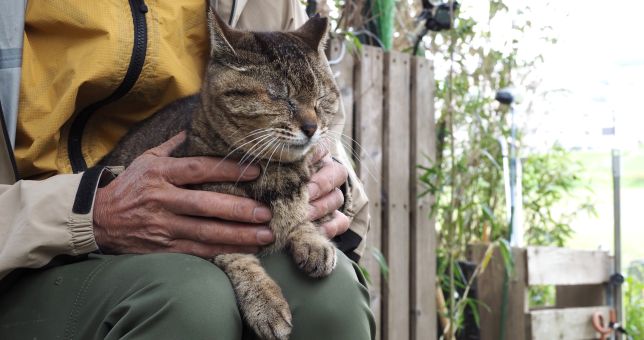 多摩川に居た頃のフウカ(♀)の写真。今はおぃちゃんと共にアパートで同居、温かくて安全に過ごせているよ。河川敷では放し飼いの飼い犬によって危険な思いをしたことも多々あったけど、そこに立ち寄って可愛がってくれた人たちに感謝してると思うよフウカは。頑張れ、元多摩ねこ !