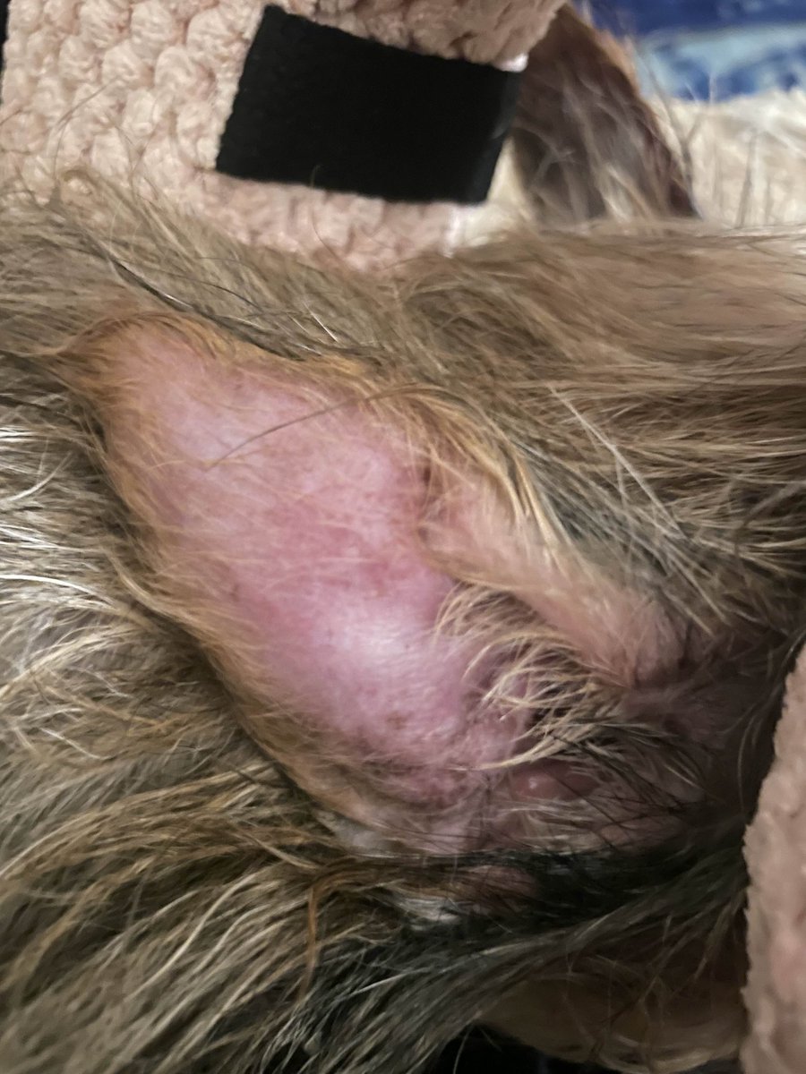 Hey babes, homies and ghouls! ♡ long post incoming, bear with me!

First: I am so sorry I’ve been a ghost lately. I know it’s been quiet and spotty and probably tiring to watch me keep trying to “get a routine” and failing at it lol. I’m really working on it, I promise. just…