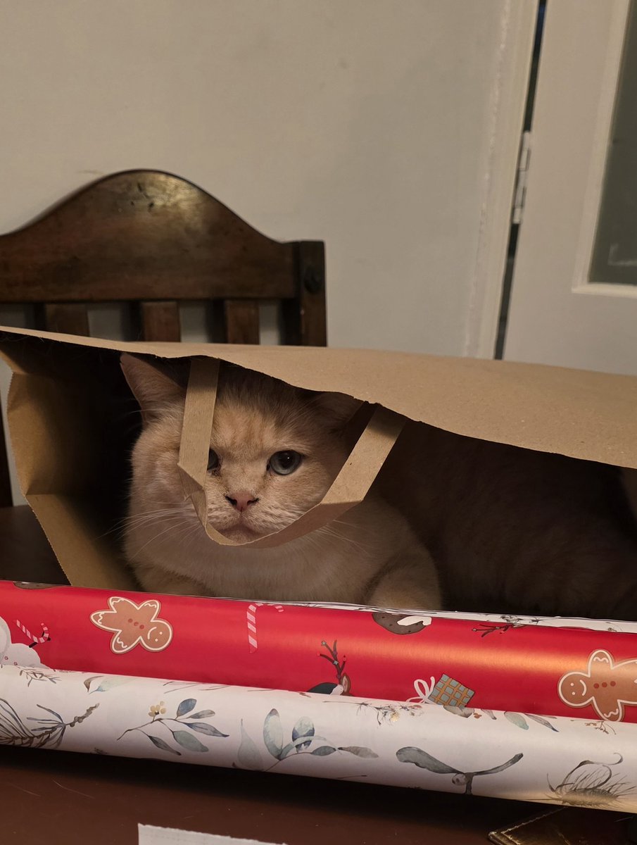 Been wrapping Christmas presents with this little helper

To be honest hoping my mate buys my new Christmas Bunny slippers.

Because Christmas is made better with bunny slippers :)