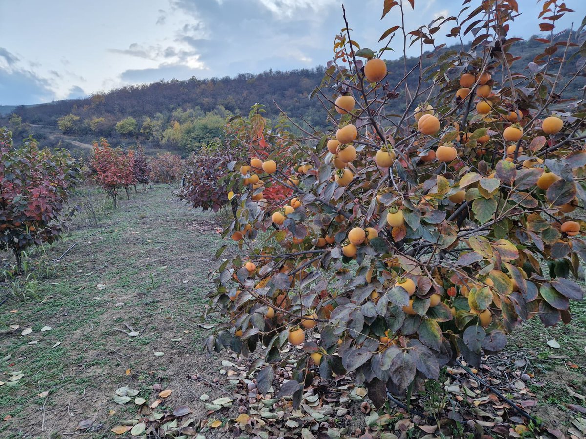 FONDS ARMENIEN DE FRANCE tweet media