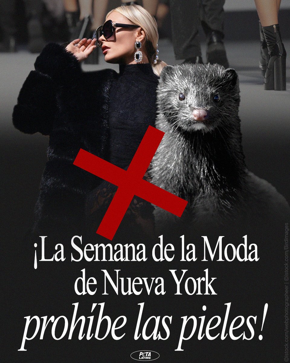 No se mostrarán más pieles en #NYFW 🎉
Esta decisión de la <a href="/CFDA/">Council of Fashion Designers of America</a> es una gran victoria para los animales, pero la lucha no ha terminado. ¡Hagamos que sigan el ejemplo de Londres y también eliminen las pieles de animales silvestres!