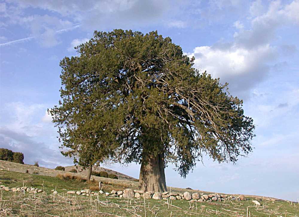 Eşhedü ben şahidim,
herkes duysun.
Yargıç değilim yargılamam.
Avukat değilim savunmam.
Savcı değilim suçlamam.
Herkes ve her şey duysun,
kendime şahidim, 
zamana şahidim,
sonsuzluğa şahidim.
Ve herkes ve her şey de şahit olsun ki,
bu devrimci duruşumla bütün evreni selamlıyorum.