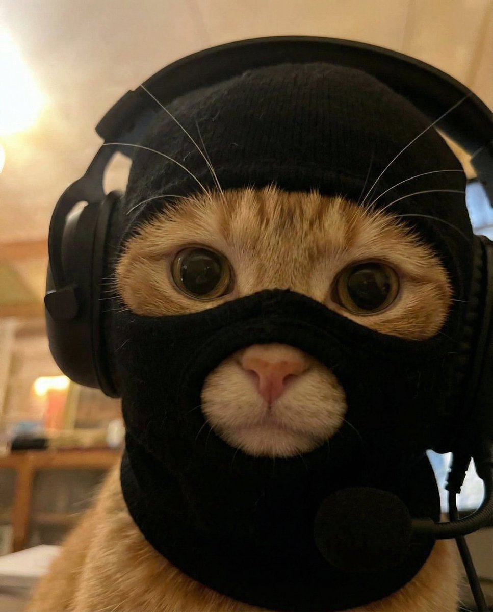 completely organic, the best organic cat meme $MASK