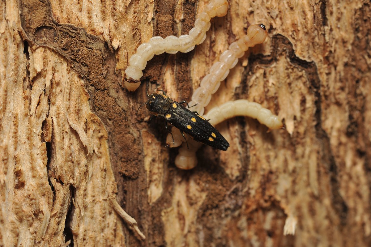 Shothole Borers in California tweet media