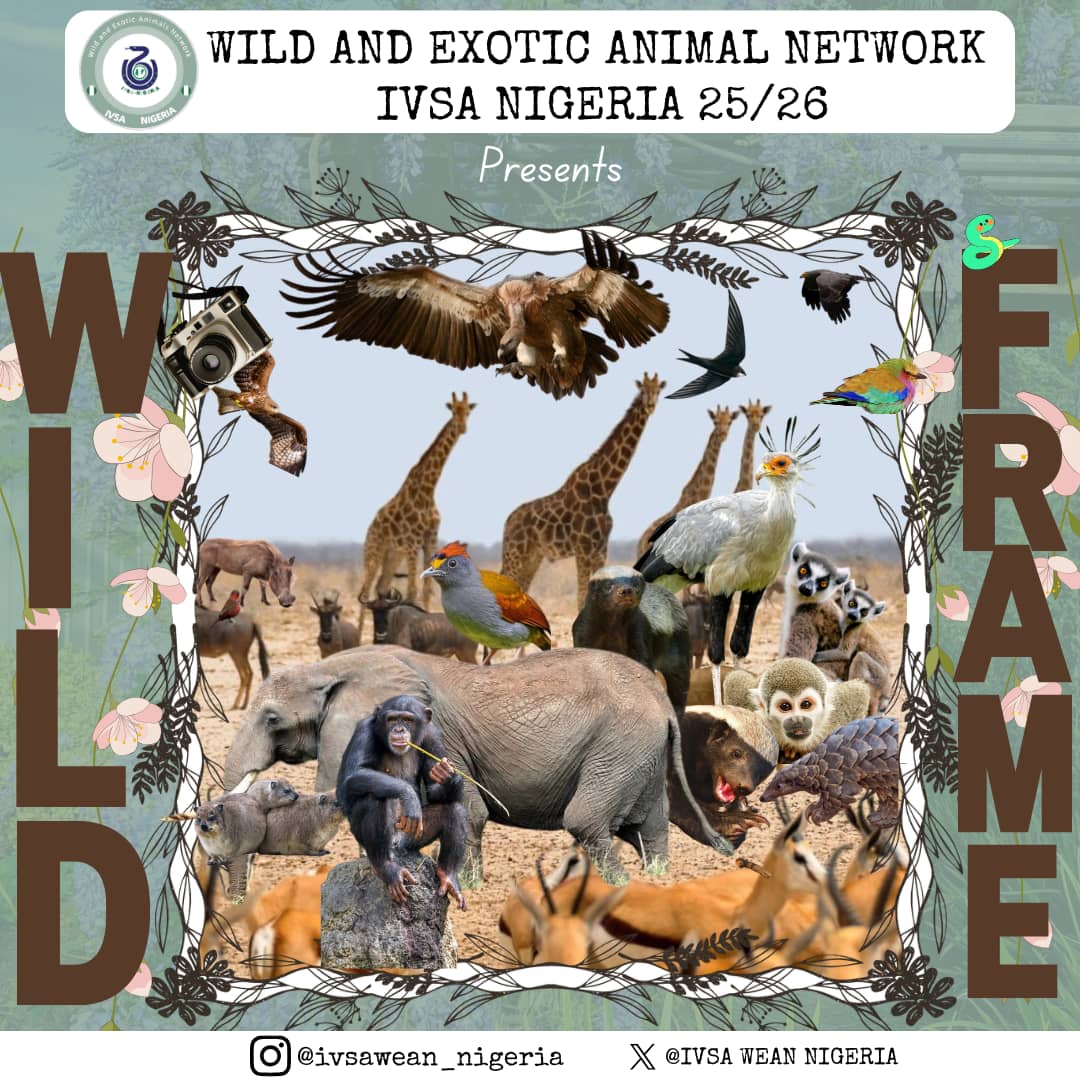 IvsaWeanNIgeria's tweet photo. Introducing the WEAN "WILD FRAME" weekly series 🔥🔥:

WILD FRAME is a chance to discover wild and exciting creatures across Nigeria you never knew existed. 

Follow, turn on notifications, and let's go on a wild ride together 🦁🐅🐍 https://t.co/J6oIpOZRvL
