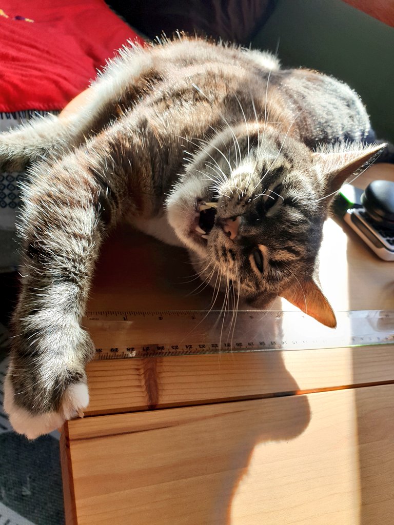 <a href="/biancosayshello/">Bianco 🤍</a> Besty ime olways wif you.