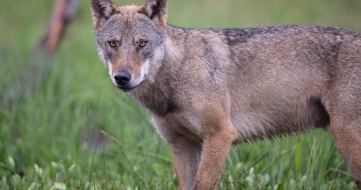 DJV-Kernforderungen zum Wolf im Jagdrecht dlvr.it/TPcPmR
