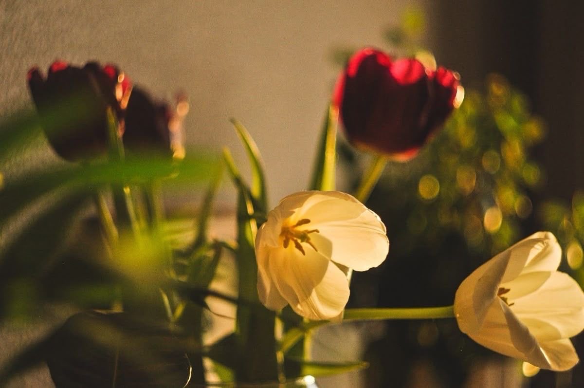 daily flowers tweet media