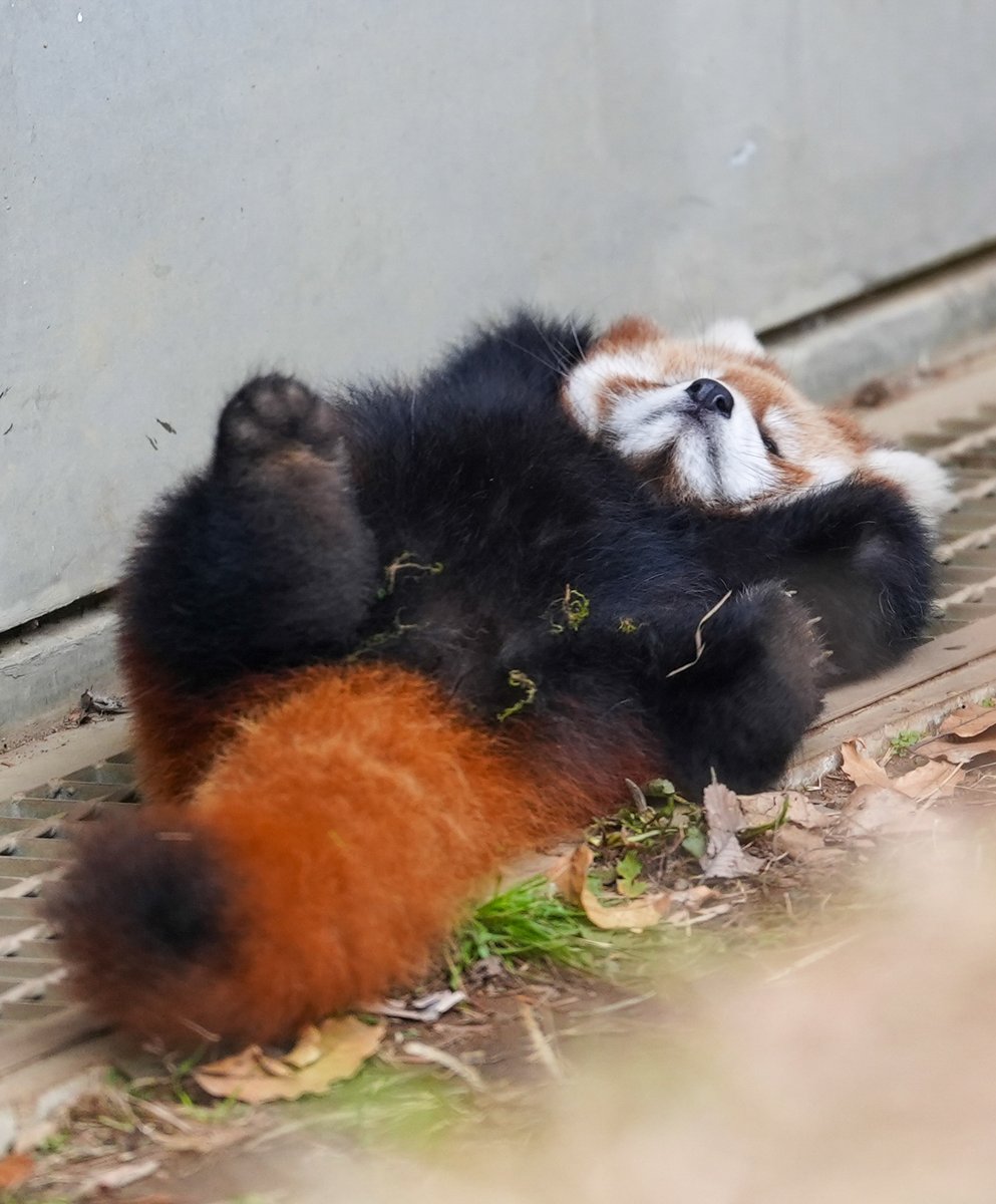 ひっくり返ってばんじゃーい

#茶臼山動物園
#レッサーパンダ
#ミルク の赤ちゃん