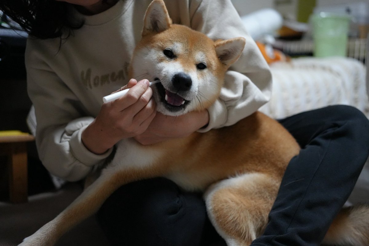 柴犬こめ1歳 (@shibainukome) / Posts / X