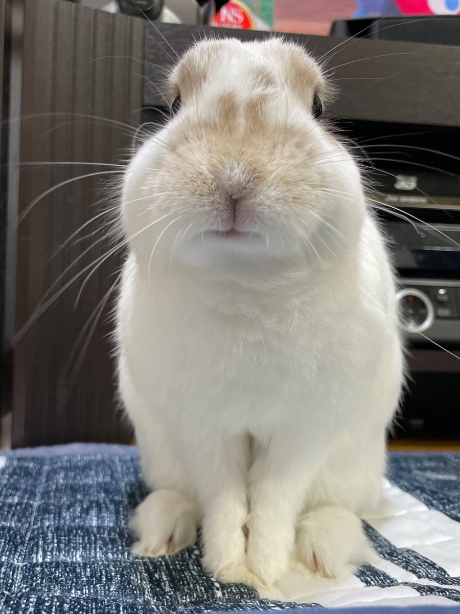 寂しい 少しずつ実感が湧いてきたのかな うさ氏がずっと隣にいてくれて