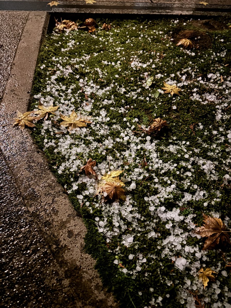 nomu1010's tweet image. 町内会のごみかごの中で何かが動いていて、熊が生ごみを漁っているかと思ったら、中から「助けてー」という悲鳴。ご近所さんだった。ごみを出しに中に入ったら強風で扉が閉まり出れなくなったそう。
凍死する所だったわ〜と大泣きするお婆さんを連れて寺井湯に行った。

北陸に冬がやってきた夜。