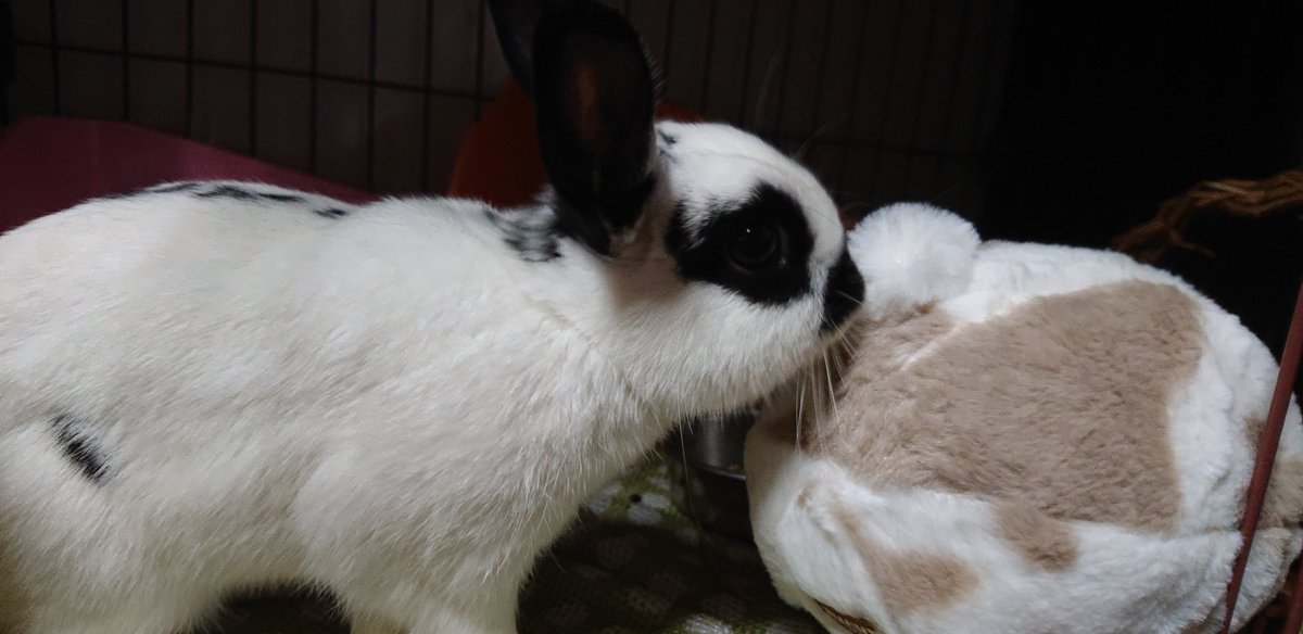 お知らせ✨
土曜日のお昼頃からクリスマス商品販売とイタリアンライグラスの再販します🎅🏻🎀
ぜひ覗いてみてくださいませ(⁎ᴗ͈ˬᴗ͈⁎)