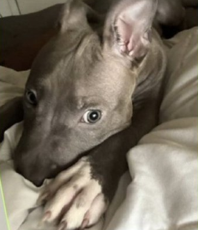 NMBewitched's tweet image. #WednsdayCelebrations 
#AdoptionisaPassion 

Onyx was #Adopted💝
Yes, a PuppyLove survived #NYCACC 
Happy Tails Dumpling🎄 
#HomeforChristmas