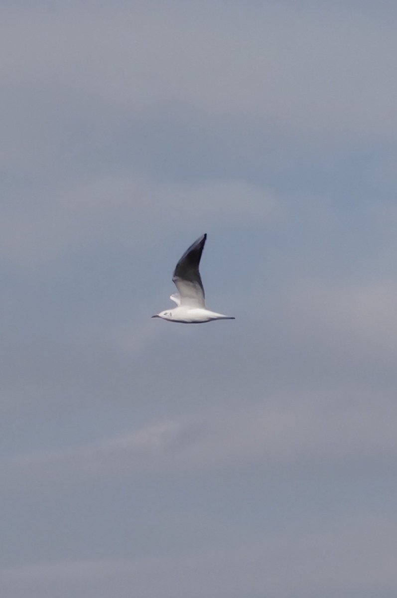 1羽だけユリカモメを見かけた