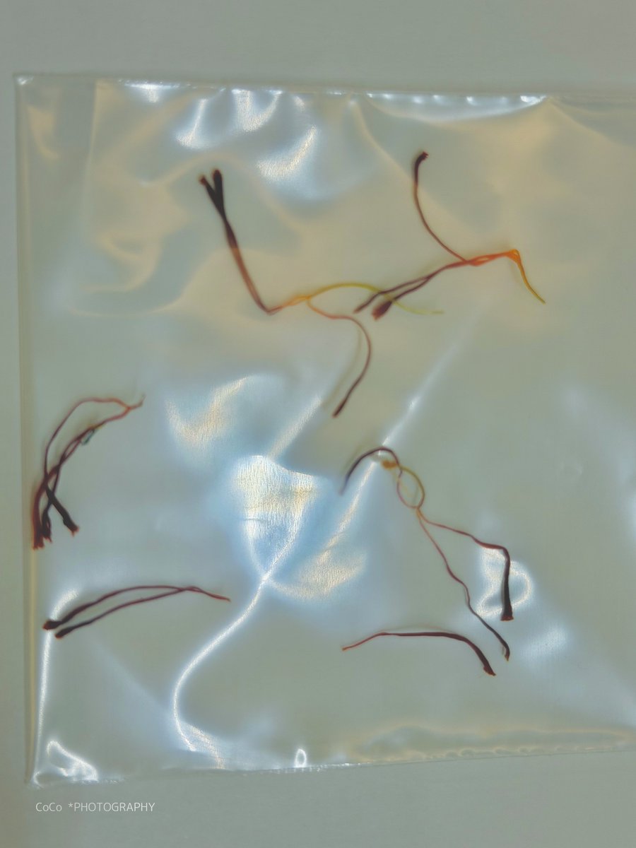 39coco39coco's tweet image. 今季第一弾のサフランGET！！！
一花から３本しか取れないのよ😂
次々開花してるけど何本いけるかな… 🤭貴重なの！

#サフラン