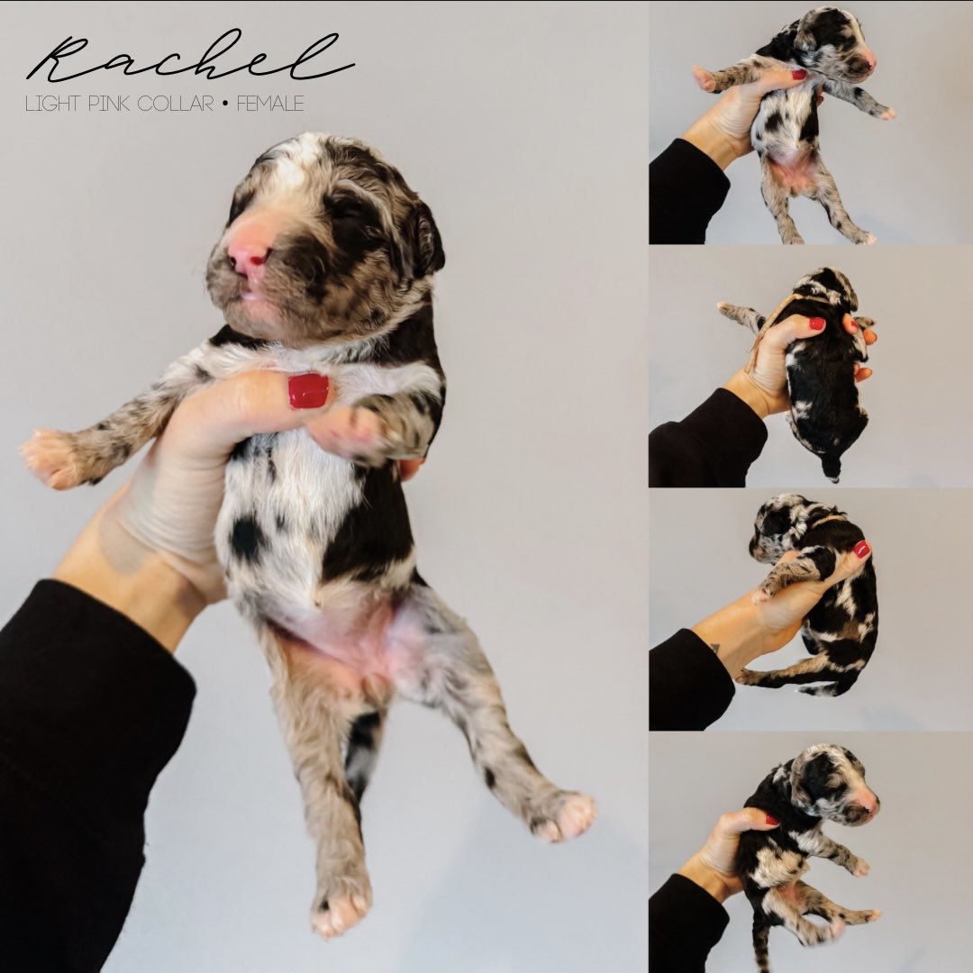 DoodAndCo's tweet image. Friendsgiving Litter of Sheepadoodles turned a week and a half old and they are GORGEOUS! 😍
Check out doodandco.wixsite.com/doodandco

#sheepadoodle #puppies #doodle #adopt #breeder #poodle #oldenglishsheepdog