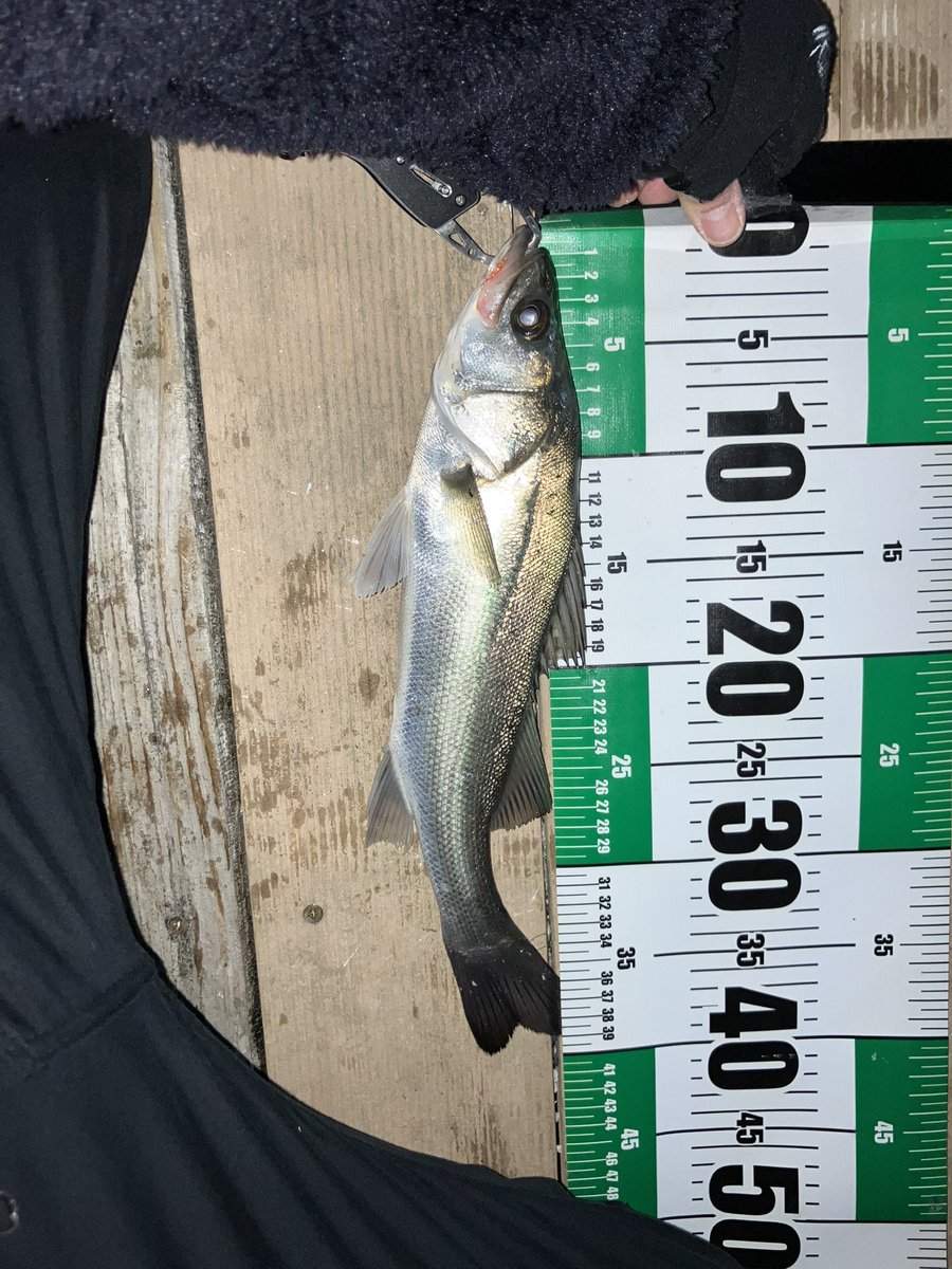 ちゃっぴー CHAPPiE（&チャッピー）