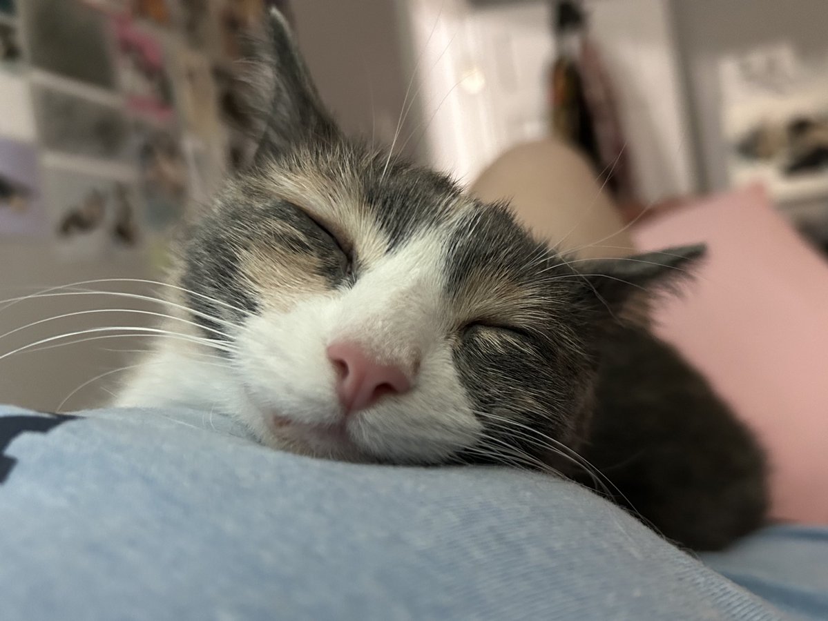 oreoeocat's tweet image. Blissed out