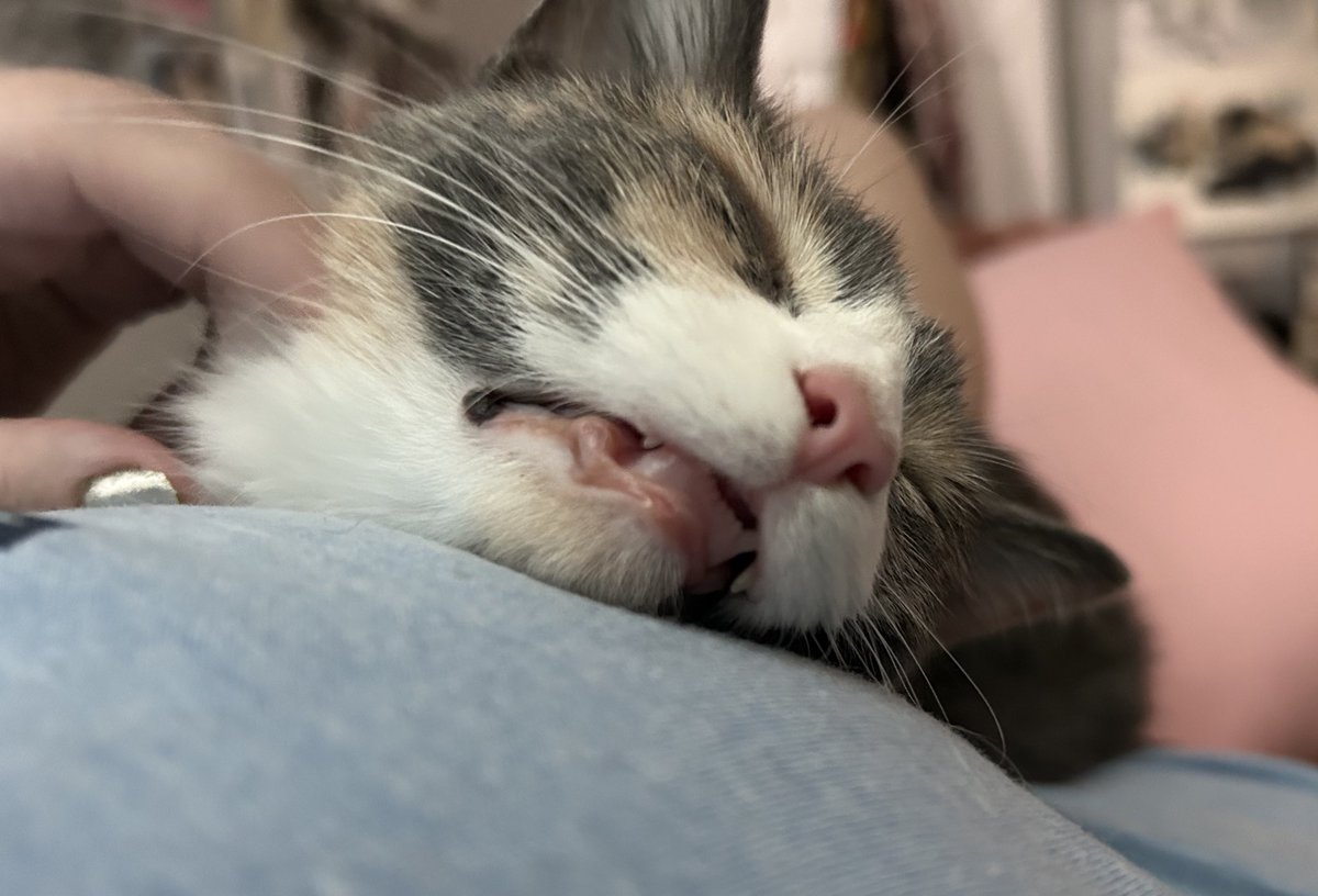 oreoeocat's tweet image. Blissed out