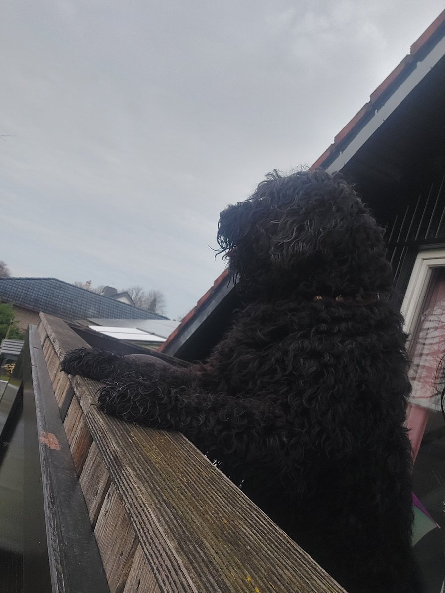 Wir beobachten die Jäger. Und jeder Hase der entkommt wird angefeuert 🥳🥳🥳