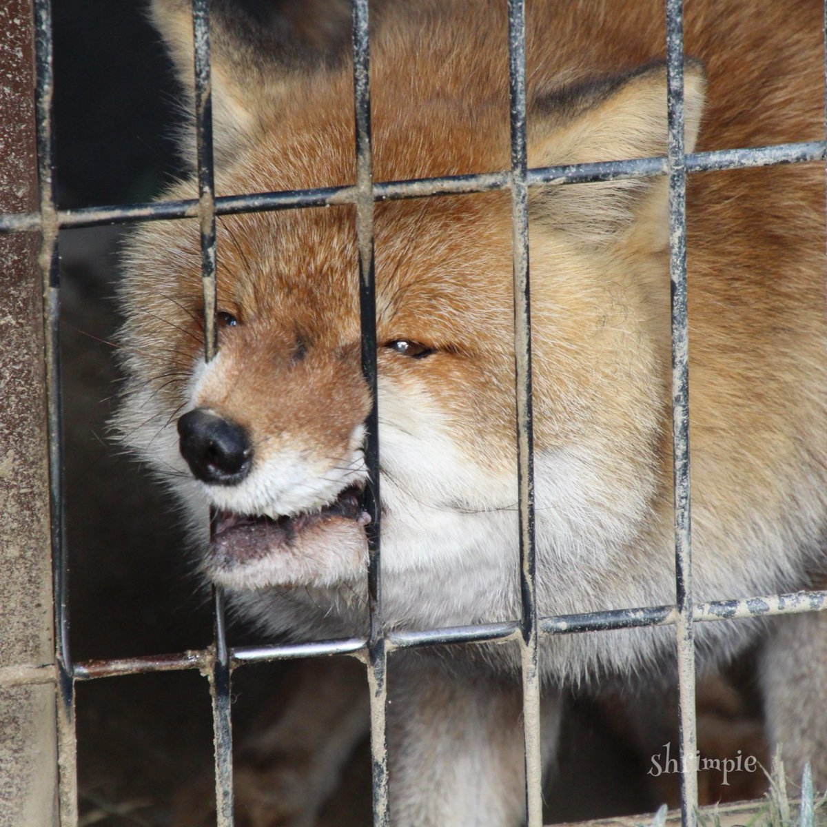 #キョウ
#動物園
#京都市動物園
#ホンドギツネ
よく、ケージのアミをガシガシ噛んだり
隙間に鼻を突っ込んだりするのだが、
観覧通路に向いてするのは珍しいかも