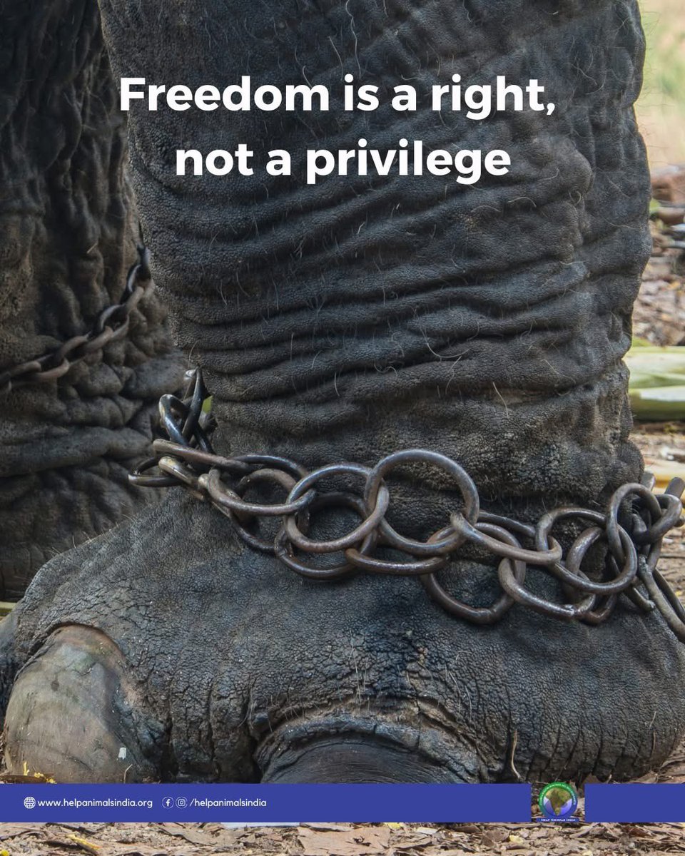 Today is the International Day for the Abolition of Slavery, a day to acknowledge that freedom is a fundamental right. Whilst we've made progress on human rights, millions of animals remain in captivity, their lives controlled entirely by human use.

Elephants chained for tourism