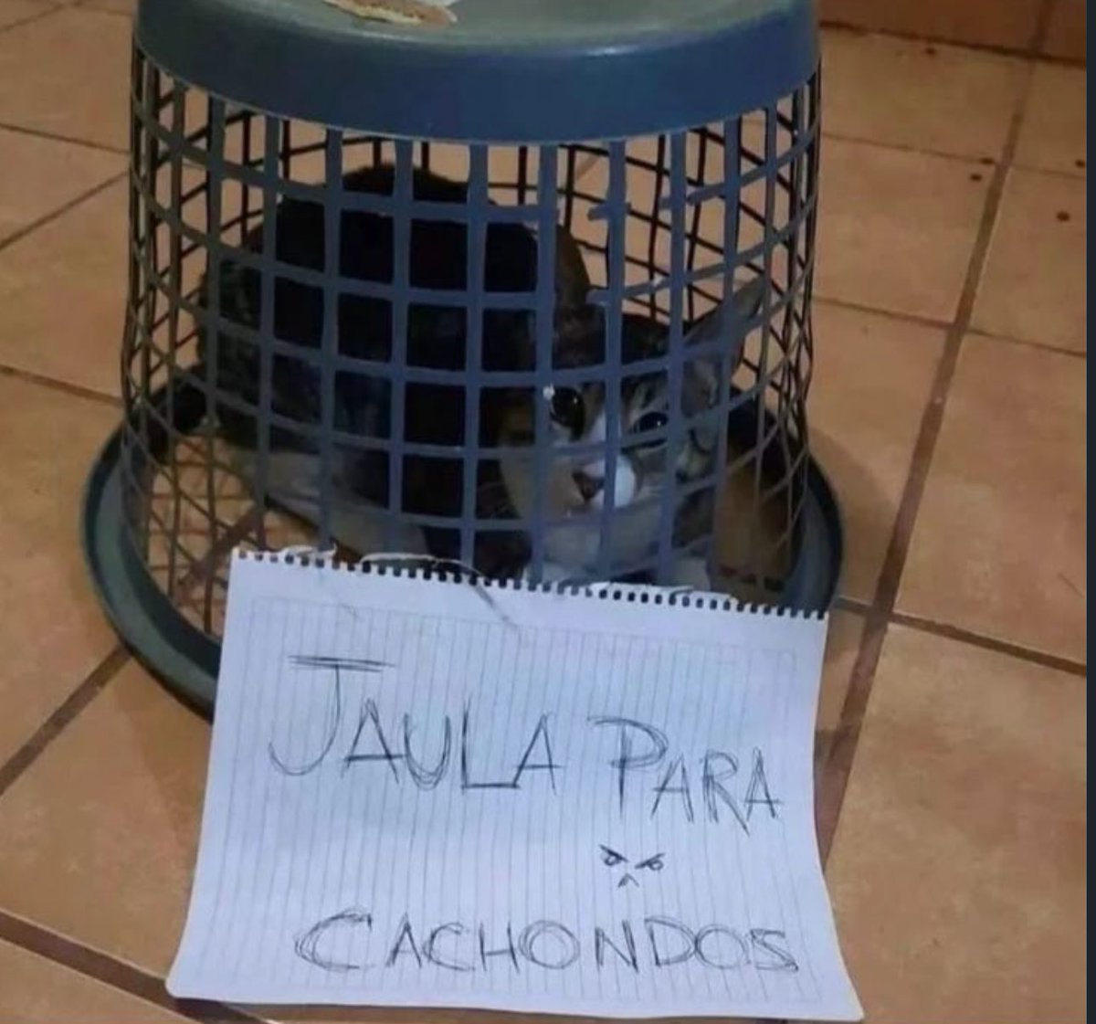 Super Porrete tweet media