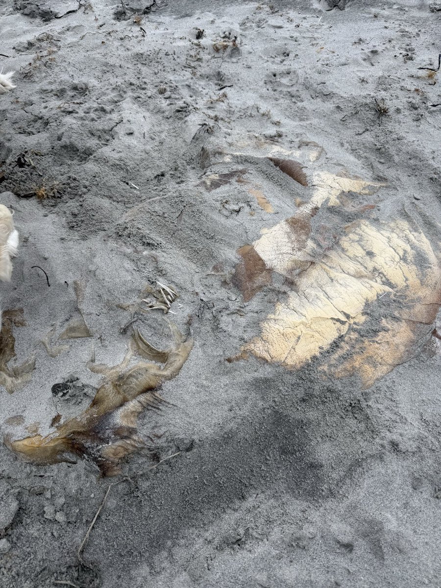 TheStonesEG's tweet photo. Shelly The Big Wind Shill, had a  GIANT SEA TURTEL wash up on his Beach Club last week. 
Shhh...@SenWhitehouse #ShellysBeach #SenatorSlaughter https://t.co/iyGPOU3p6y