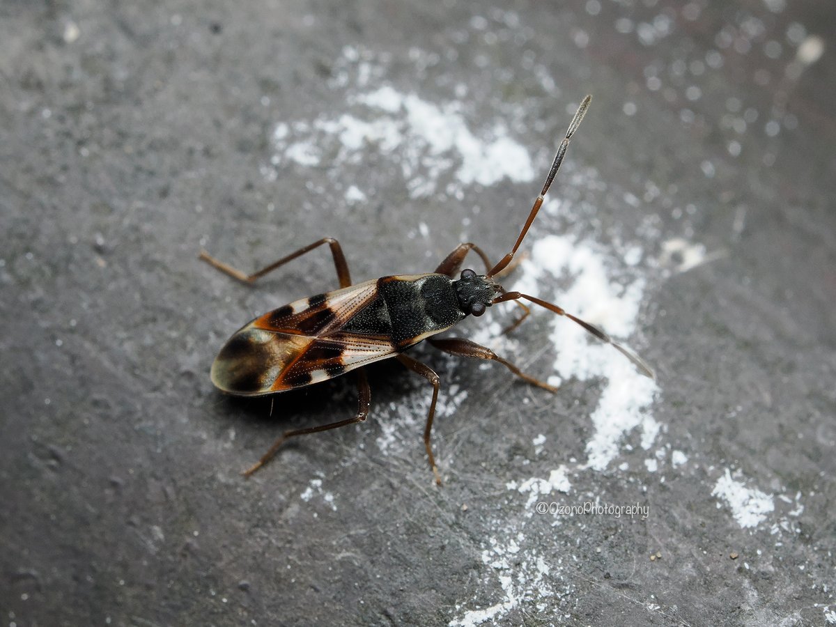 柵の上で鳥のフンを吸うチャモンナガカメムシ。
カメムシが乾いた鳥の糞を吸うのをよく見かけますが、消化液を出して吸い戻しているのかな？
