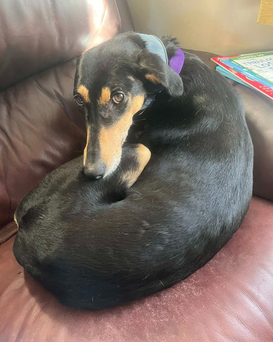 Say hello to Pamela, a gorgeous Lurcher who’s all energy, affection, and charm 💛
This lively lady is curious, playful and sweet-natured, and she sleeps soundly through the night. With the right family, she’ll continue to blossom. ✨
👉Apply to adopt her:
lurchersos.org.uk/dogs-for-adopt…