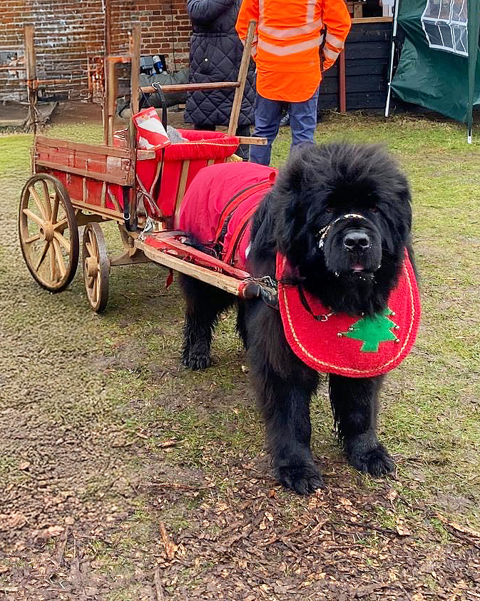 East Anglian Air Ambulance tweet media