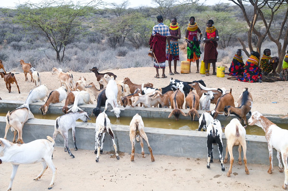 ASALs_Regional's tweet image. @KVDA_ke today commissioned  Kilepoi borehole in Samburu North,reaffirming its commitment to improving water access in ASALs communities.The borehole produces 2,000 litres per hour,providing relief to over 3,000 residents who use to trekked 20km daily for water. 
@harsama_kello
