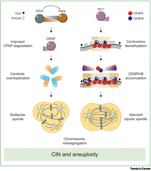 Lorenzo Galluzzi tweet media