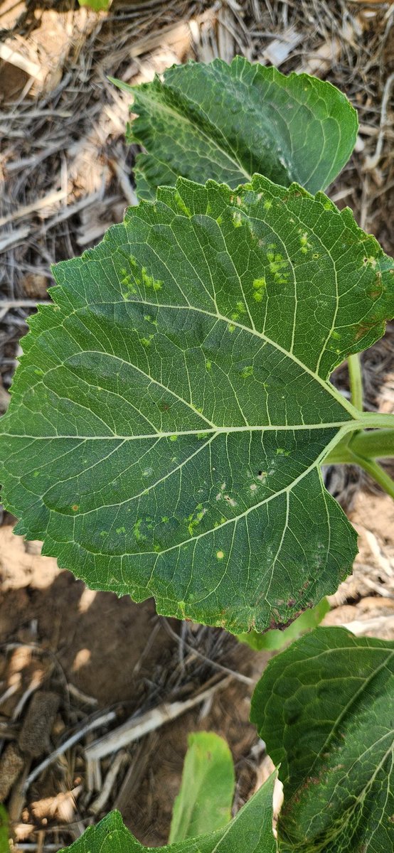 gabriel cede tweet media