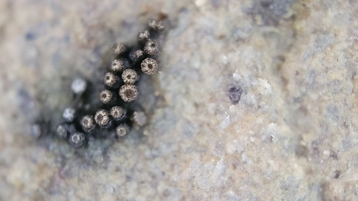 fungi_fanatic's tweet photo. No idea what they are but they were nearly invisible to the naked eye.
#WeeWednesday #mushrooms #fungi https://t.co/kSxqrZ9LIJ