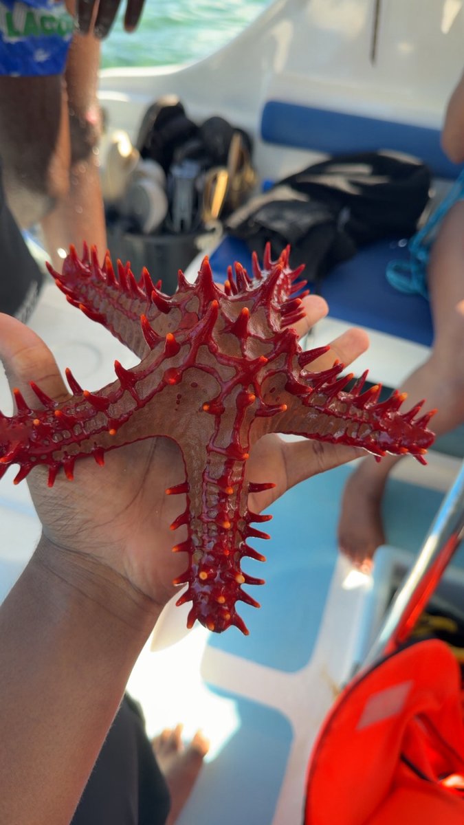 skinnyniggr's tweet image. Island living 🏝️🇸🇨